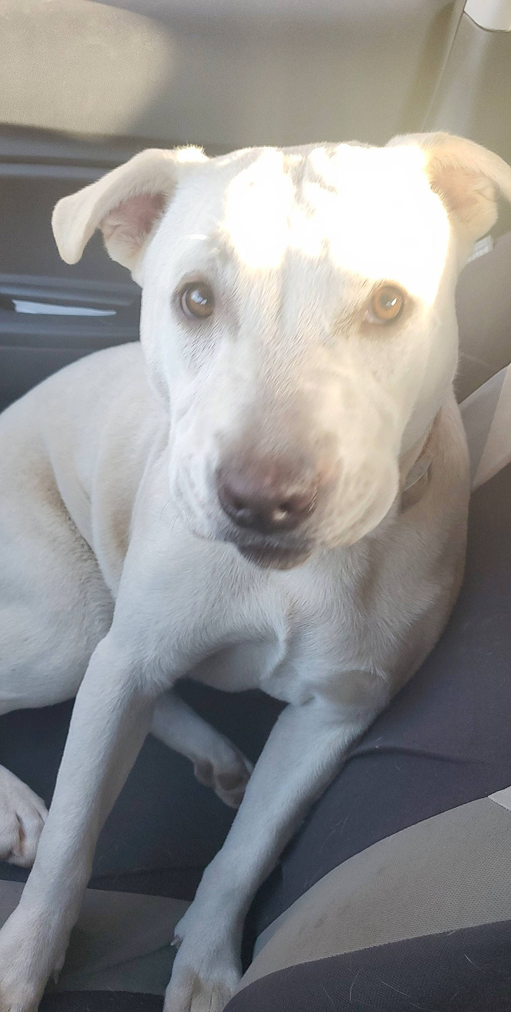 Hazel May joined the competition — help win amazing prizes! american_pit_bull_terrier, bull_terrier, canidae, carnivore, dog, dog_breed, fawn, labrador_retriever, mammal, non_sporting_group, nose, potcake_dog, puppy, rare_breed_dog, sporting_group, tail, vertebrate, whiskers