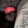 cat, black_cat, pet, animal, feline, green_eyes, pink_hat, costume, blanket, cozy, indoors, portrait, close_up, peeking, whiskers, fur, eyes, couch, soft_texture, funny