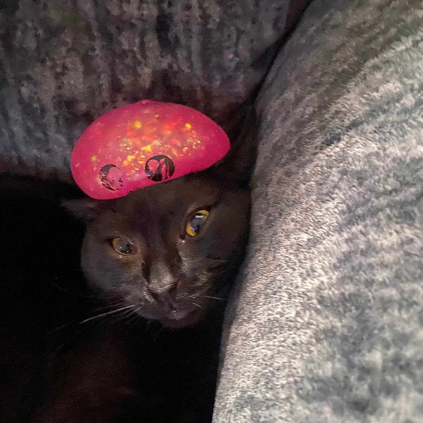 Panther joined the competition — help win amazing prizes! cat, black_cat, pet, animal, feline, green_eyes, pink_hat, costume, blanket, cozy, indoors, portrait, close_up, peeking, whiskers, fur, eyes, couch, soft_texture, funny