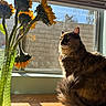 Eevee joined the competition — help win amazing prizes! cat, tortoiseshell_cat, sunflowers, green_vase, window, sunlight, indoor, furniture, flower_vase, pet, animal, sitting, cozy, domestic, bright, natural_light, plant, wooden_surface, feline, closeup