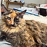 Eevee is registered to the contest to win money with this photo: cat, tortoiseshell, fluffy, pet, indoor, relaxed, animal, feline, fur, blanket, cozy, home, resting, cute, ears, whiskers, green_eyes, closeup, portrait, laying