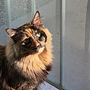 Eevee joined the competition — help win amazing prizes! cat, tortoiseshell, fluffy, pet, indoor, sunlight, window, mesh_screen, green_eyes, fur, animal, portrait, cute, looking_up, whiskers, domestic_cat, feline, closeup, natural_light, home