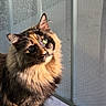 cat, tortoiseshell, fluffy, pet, indoor, sunlight, window, mesh_screen, green_eyes, fur, animal, portrait, cute, looking_up, whiskers, domestic_cat, feline, closeup, natural_light, home
