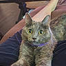 animal, cat, coffee_table, comfortable, couch, cozy, door, foot, fur, furniture, home, indoor, living_room, person, pet, purple_collar, relaxing, stretching, wide_eyes, wooden_floor
