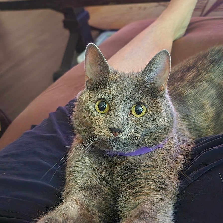 Lucipurr