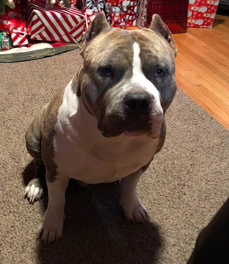 Juice joined the competition — help win amazing prizes! american_bulldog, american_pit_bull_terrier, american_staffordshire_terrier, ancient_dog_breeds, bull_and_terrier, bulldog, canidae, carnivore, companion_dog, dog, dog_breed, fawn, mammal, non_sporting_group, old_english_bulldog, pit_bull, rare_breed_dog, snout, staffordshire_bull_terrier, vertebrate