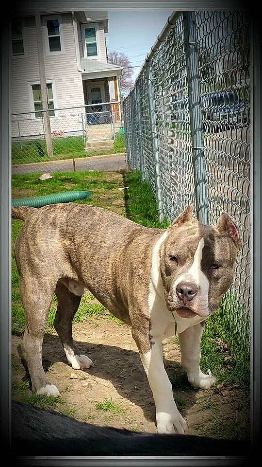 Juice joined the competition — help win amazing prizes! american_bulldog, american_pit_bull_terrier, australian_bulldog, bulldog, bully_kutta, canidae, carnivore, dog, dog_breed, fawn, mammal, molosser, non_sporting_group, olde_english_bulldogge, perro_de_presa_canario, pit_bull, rare_breed_dog, sporting_group, valley_bulldog, vertebrate