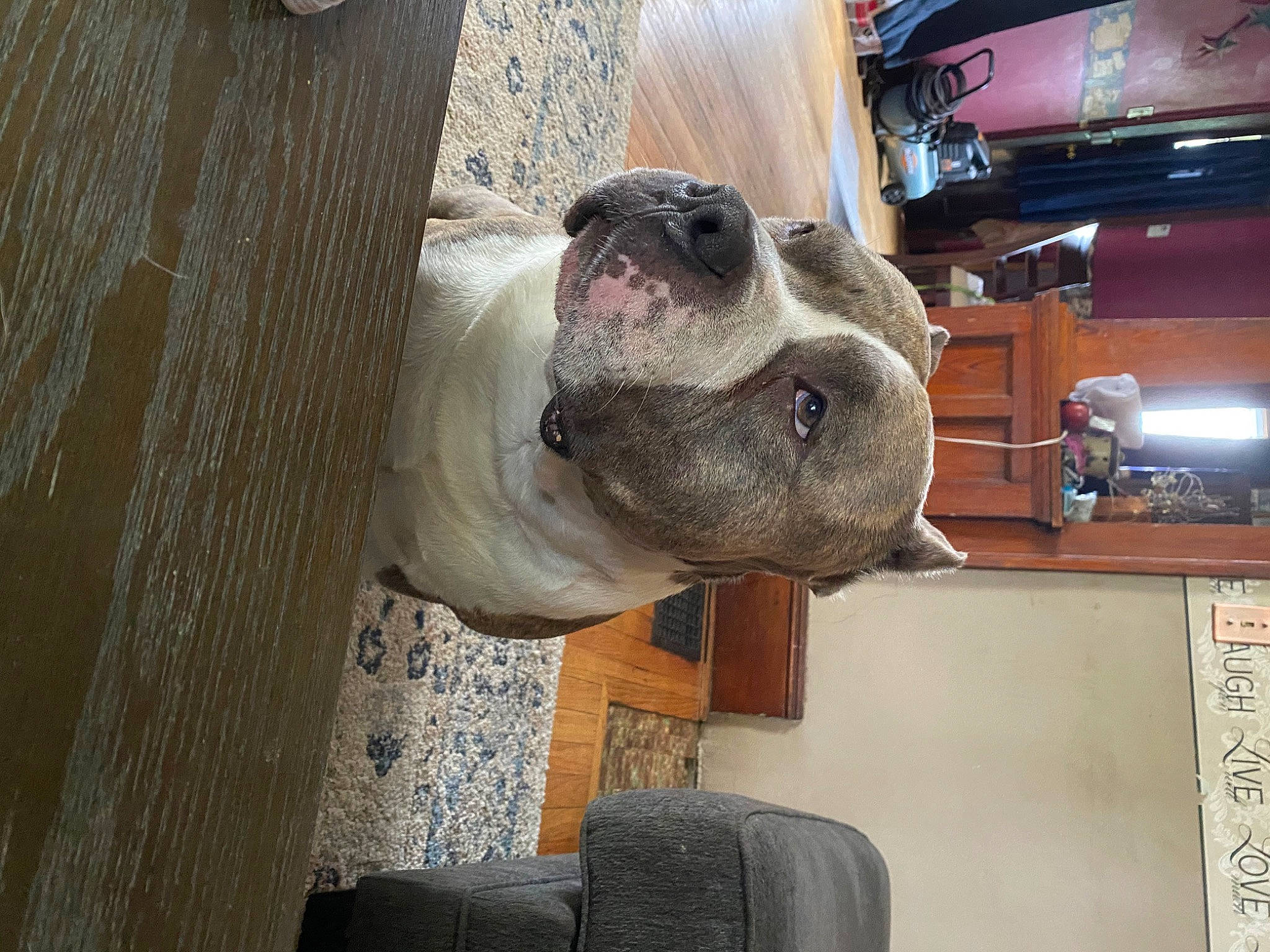 Juice is registered to the contest to win money with this photo: canidae, carnivore, dog, dog_breed, fawn, non_sporting_group, old_english_bulldog, snout