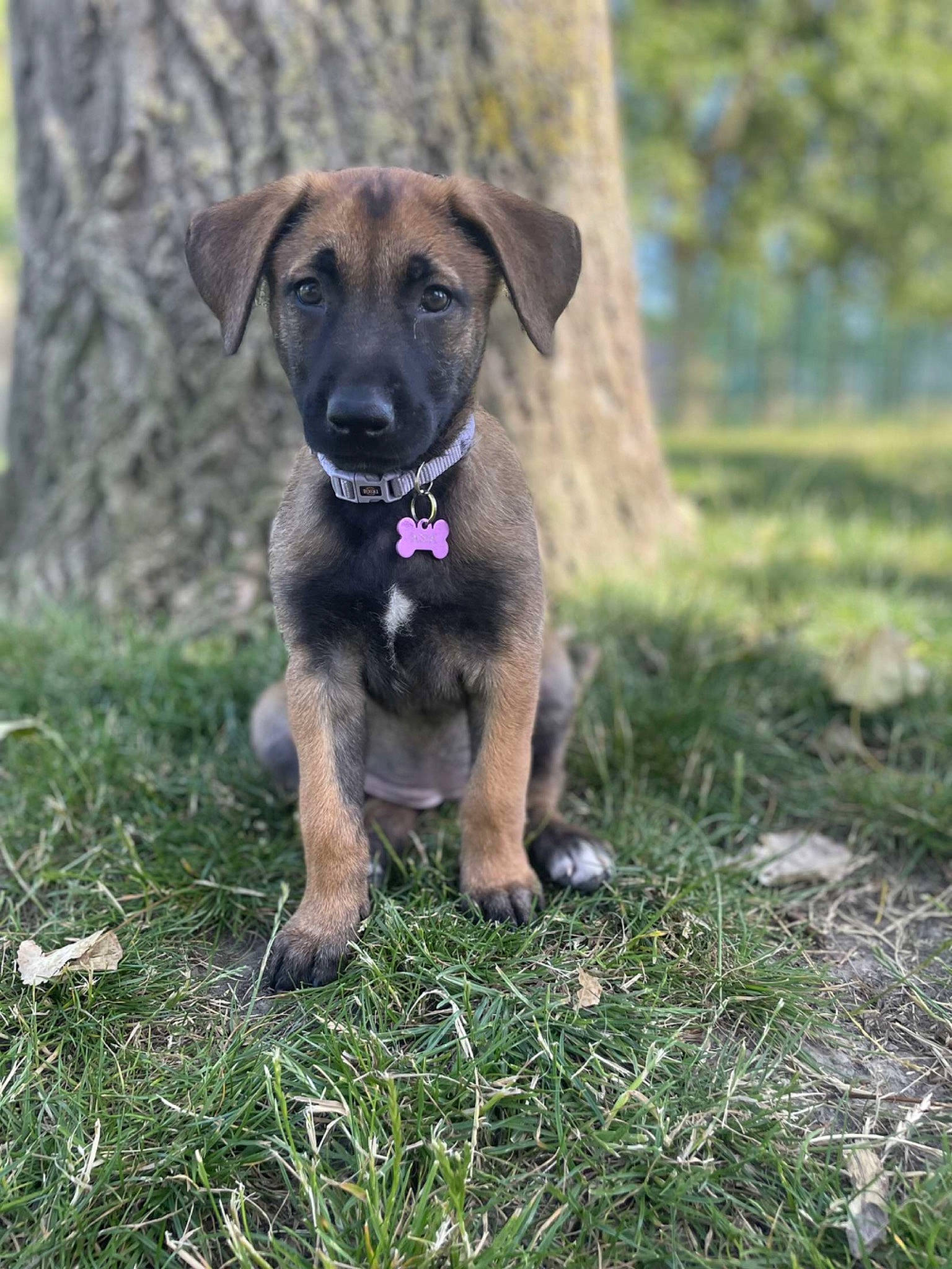 Asia participe au concours pour gagner de l'argent avec cette photo : canidae, carnivore, collar, companion_dog, dog, dog_breed, dog_collar, fawn, grass, gun_dog, liver, pet_supply, plant, snout, sporting_group, tail, terrestrial_animal, whiskers, working_animal, working_dog