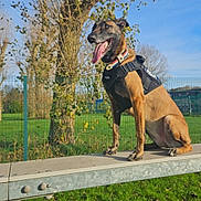 Asia participe au concours pour gagner de l'argent avec cette photo : dog, canine, outdoor, park, grass, tree, sunny, blue_sky, harness, metal_platform, animal, pet, tongue_out, sitting, fence, nature, daytime, happy, muzzle, ears