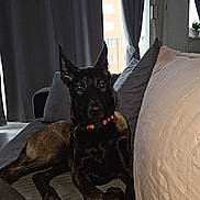 Venom participe au concours pour gagner de l'argent avec cette photo : dog, black_dog, couch, indoor, pet, canine, collar, relaxing, furniture, pillow, window, curtain, home, animal, domestic_animal, laying_down, looking_at_camera, ears_up, living_room, comfort