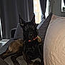 dog, black_dog, couch, indoor, pet, canine, collar, relaxing, furniture, pillow, window, curtain, home, animal, domestic_animal, laying_down, looking_at_camera, ears_up, living_room, comfort