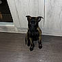 puppy, dog, young, sitting, floor, wooden_floor, indoor, cabinet, curious, pet, animal, ears, black_and_brown, looking, cute, domestic_animal, small, companion, canine, alert