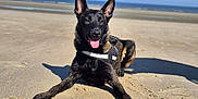Venom a rejoint le concours — aidez-le/la à gagner de superbes lots ! dog, black_dog, beach, sand, sea, sky, sunny, outdoor, canine, animal, pet, tongue_out, harness, shadow, relaxing, ears_up, daytime, coast, nature, playful