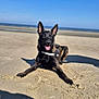 dog, black_dog, beach, sand, sea, sky, sunny, outdoor, canine, animal, pet, tongue_out, harness, shadow, relaxing, ears_up, daytime, coast, nature, playful