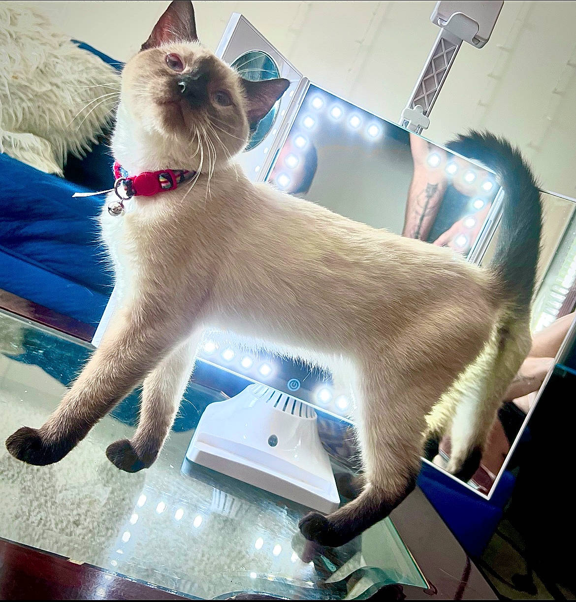 Azula joined the competition — help win amazing prizes! carnivore, cat, claw, collar, comfort, companion_dog, domestic_short_haired_cat, fawn, felidae, fur, human_leg, lap, paw, siamese, sitting, small_to_medium_sized_cats, snout, tail, thai, whiskers