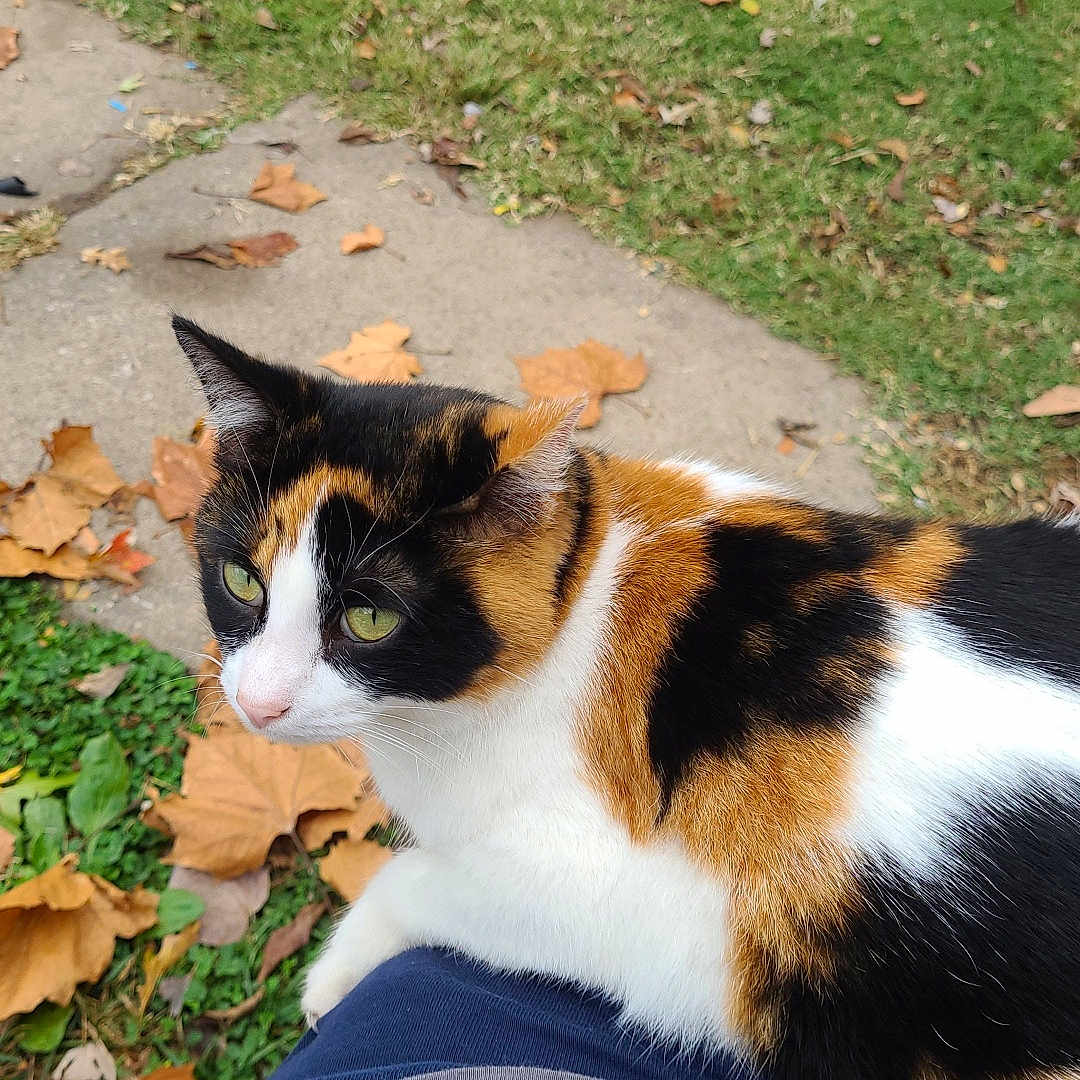 Dottie joined the competition — help win amazing prizes! animal, cat, clothing, face, grass, head, lawn, leaf, manx, nature, outdoors, pants, park, person, pet, photography, plant, portrait, rock, vegetation