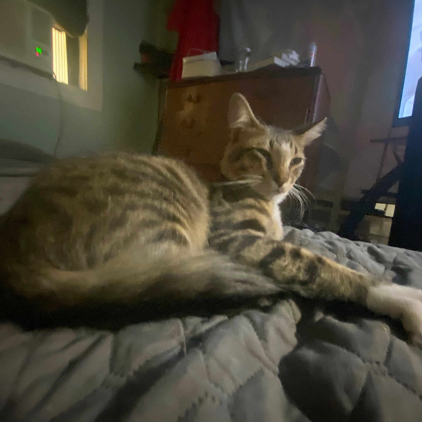 Oscar is registered to the contest to win money with this photo: adult, animal, bed, bedroom, blanket, cat, computerhardware, cushion, electronics, female, furniture, head, homedecor, indoors, kitten, person, pet, room, screen, woman