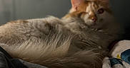 Odin joined the competition — help win amazing prizes! animal, blanket, blurred_background, cat, cozy, cute, domestic, ears, fluffy, fur, indoor, laying, orange, pet, relaxed, resting, soft_light, tail, whiskers, white