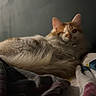animal, blanket, blurred_background, cat, cozy, cute, domestic, ears, fluffy, fur, indoor, laying, orange, pet, relaxed, resting, soft_light, tail, whiskers, white