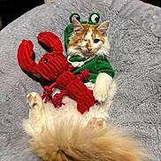 Odin joined the competition — help win amazing prizes! cat, feline, pet, one_eyed, orange_and_white, long_hair, hoodie, frog_costume, stuffed_toy, lobster_toy, plush_bed, cozy, indoor, paws, tail, fluffy, relaxed, cute, portrait, playful
