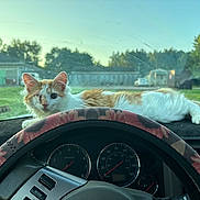 Odin is registered to the contest to win money with this photo: animal, car_interior, cat, dashboard, feline, grass, nature, one_eyed_cat, orange_and_white, outdoor, parked_car, pet, relaxed, scratched_glass, speedometer, steering_wheel, sunlight, trees, vehicle, window