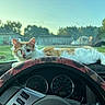 animal, car_interior, cat, dashboard, feline, grass, nature, one_eyed_cat, orange_and_white, outdoor, parked_car, pet, relaxed, scratched_glass, speedometer, steering_wheel, sunlight, trees, vehicle, window