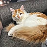 Odin is registered to the contest to win money with this photo: animal, cat, close_up, couch, cozy, ear, fluffy, fur, home, indoor, lounging, one_eye, orange_and_white, pet, portrait, relaxed, resting, tail, texture, whiskers