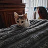 Malice a rejoint le concours — aidez-le/la à gagner de superbes lots ! animal, blanket, blue_eyes, cat, cozy, curious, curtains, cute, ears, face, feline, home, indoor, kitten, pet, portrait, tabby_markings, whiskers, white_fur, window