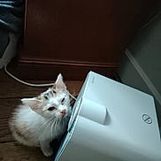 Malice a rejoint le concours — aidez-le/la à gagner de superbes lots ! animal, cable, cat, closeup, computer, curious, electronic_device, fluffy, fur, home, indoors, kitten, pet, portrait, printer, shadow, sitting, white_cat, wood_floor, wooden_cabinet