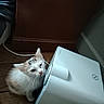 animal, cable, cat, closeup, computer, curious, electronic_device, fluffy, fur, home, indoors, kitten, pet, portrait, printer, shadow, sitting, white_cat, wood_floor, wooden_cabinet