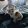 animal, autumn, bed, bedroom, black_fur, blanket, calico, cat, curtains, cute, indoors, kitten, orange_fur, pet, portrait, sitting, sunlight, white_fur, wide_eyes, window