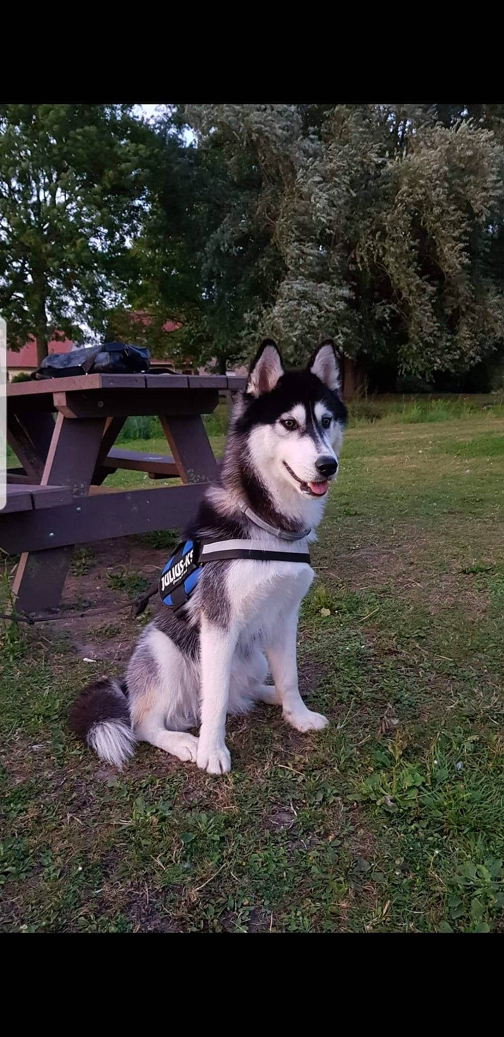 Tess a rejoint le concours — aidez-le/la à gagner de superbes lots ! alaskan_klee_kai, alaskan_malamute, canadian_eskimo_dog, canidae, carnivore, dog, dog_breed, east_siberian_laika, greenland_dog, jamthund, mammal, miniature_siberian_husky, native_american_indian_dog, northern_inuit_dog, sakhalin_husky, siberian_husky, sled_dog, tamaskan_dog, vertebrate, wolfdog
