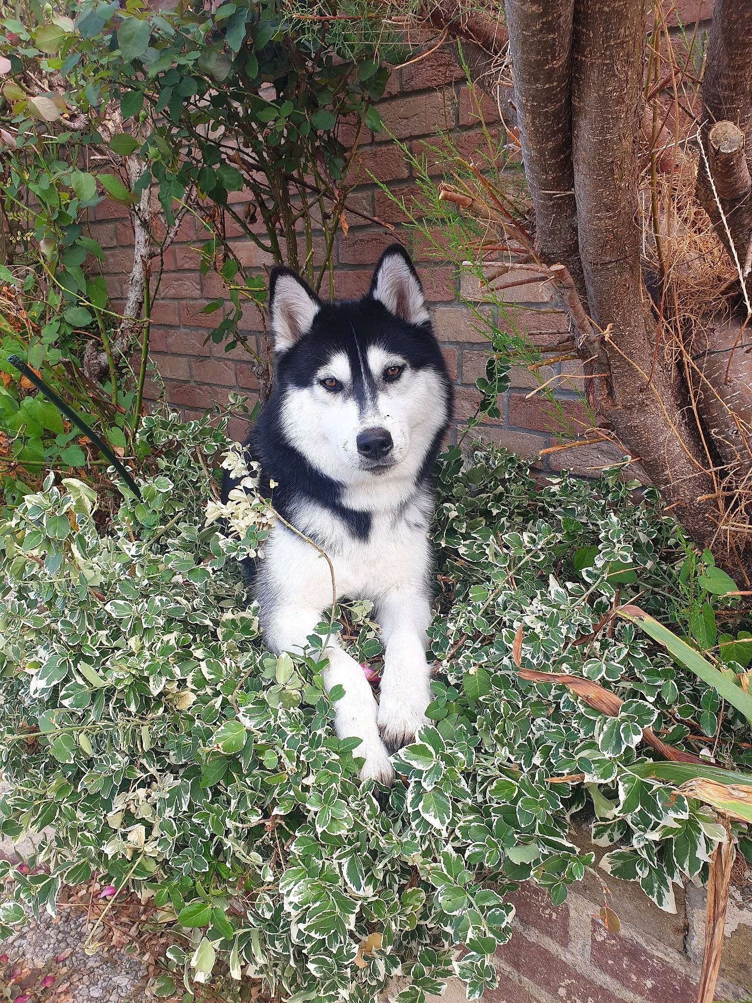 Tess participe au concours pour gagner de l'argent avec cette photo : alaskan_klee_kai, alaskan_malamute, canadian_eskimo_dog, canidae, carnivore, dog, dog_breed, east_siberian_laika, greenland_dog, mammal, miniature_siberian_husky, native_american_indian_dog, rare_breed_dog, sakhalin_husky, seppala_siberian_sleddog, siberian_husky, sled_dog, vertebrate, west_siberian_laika, wolfdog