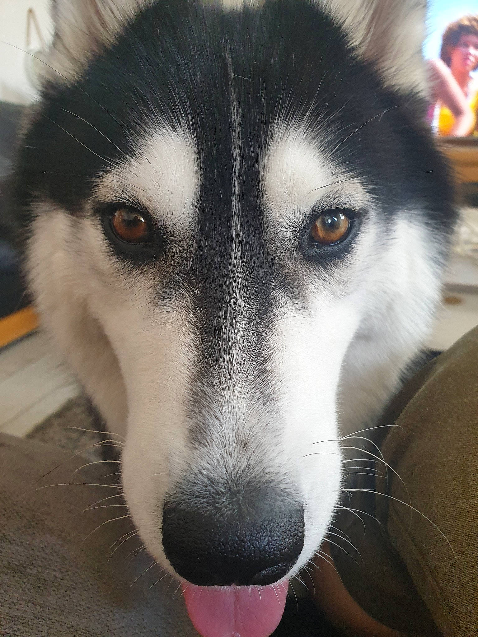 Tess a rejoint le concours — aidez-le/la à gagner de superbes lots ! alaskan_malamute, canadian_eskimo_dog, canidae, carnivore, dog, dog_breed, east_siberian_laika, eye, fur, mammal, miniature_siberian_husky, nose, sakhalin_husky, seppala_siberian_sleddog, siberian_husky, sled_dog, snout, vertebrate, whiskers, wolfdog