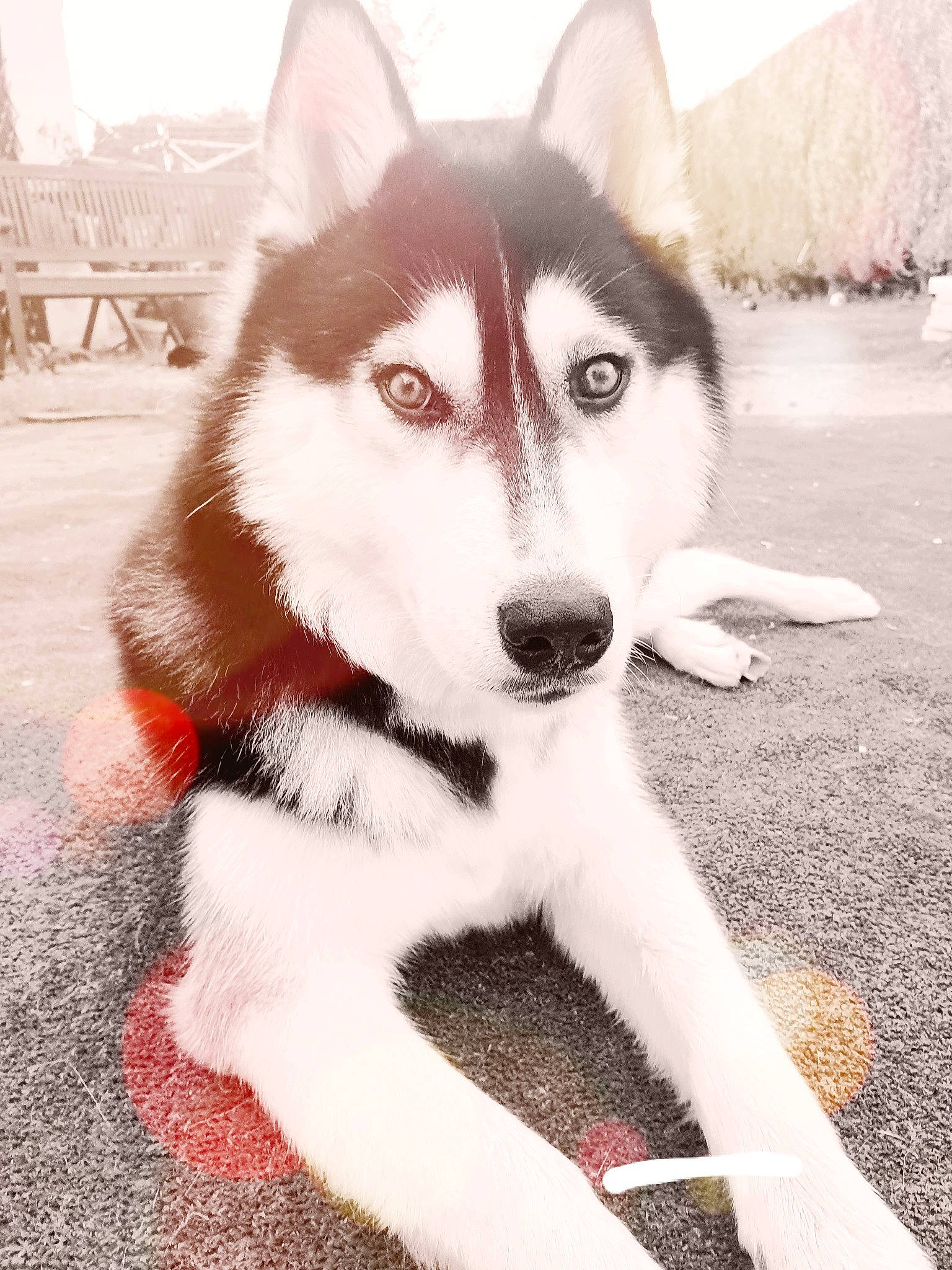 Tess participe au concours pour gagner de l'argent avec cette photo : alaskan_malamute, canadian_eskimo_dog, canidae, carnivore, dog, dog_breed, east_siberian_laika, mammal, miniature_siberian_husky, native_american_indian_dog, northern_inuit_dog, nose, sakhalin_husky, seppala_siberian_sleddog, siberian_husky, sled_dog, snout, tamaskan_dog, vertebrate, wolfdog