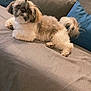 Laya participe au concours pour gagner de l'argent avec cette photo : dog, small_dog, fluffy, couch, pillows, beige, blue, gray, indoor, pet, relaxed, fur, topknot, cute, animal, companion, laying, looking, home, cozy
