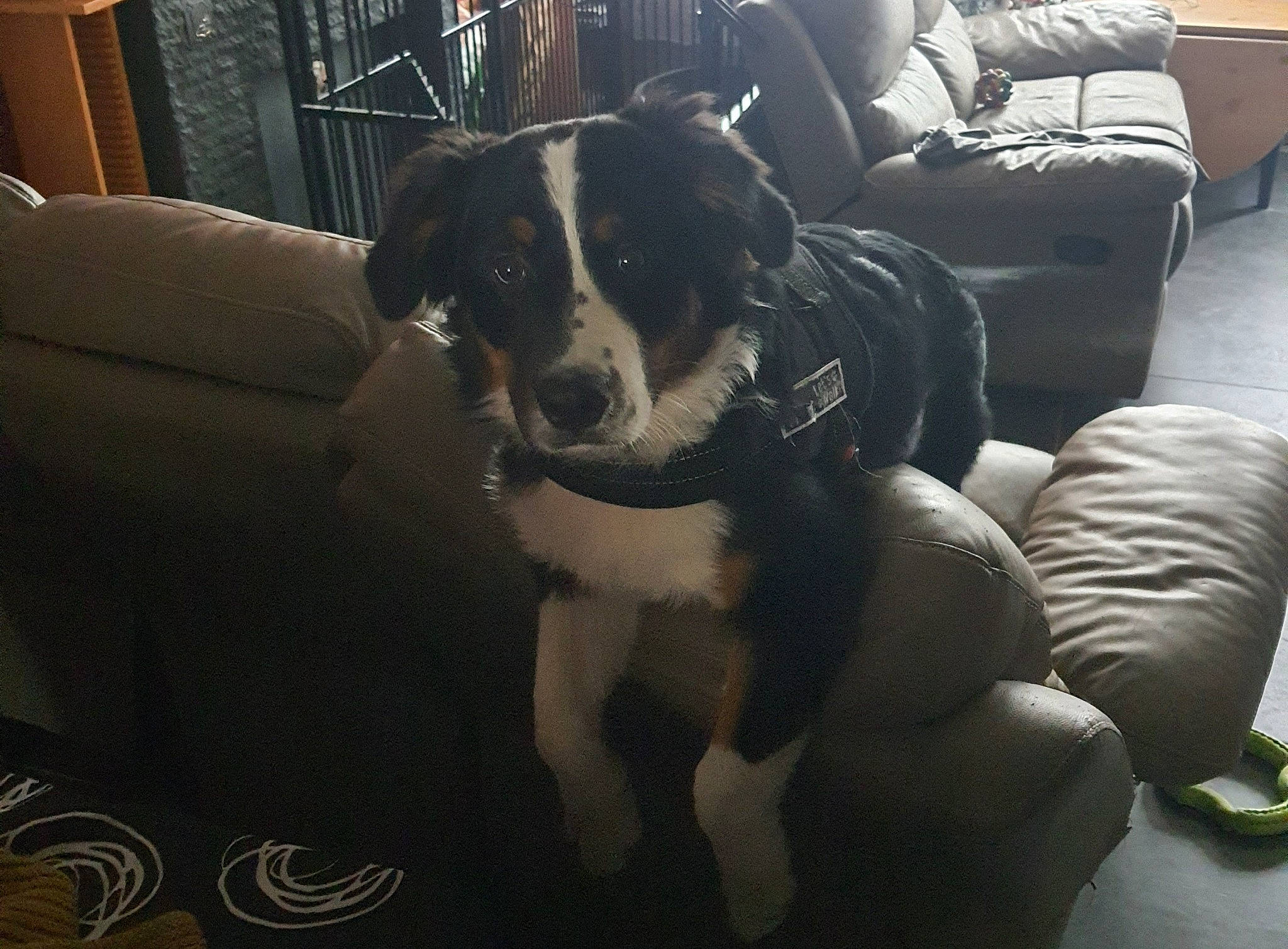 Sandy participe au concours pour gagner de l'argent avec cette photo : bored, canidae, carnivore, chair, comfort, companion_dog, couch, dog, dog_breed, flooring, fur, furniture, living_room, sitting, snout, sporting_group, whiskers, window, working_animal, working_dog