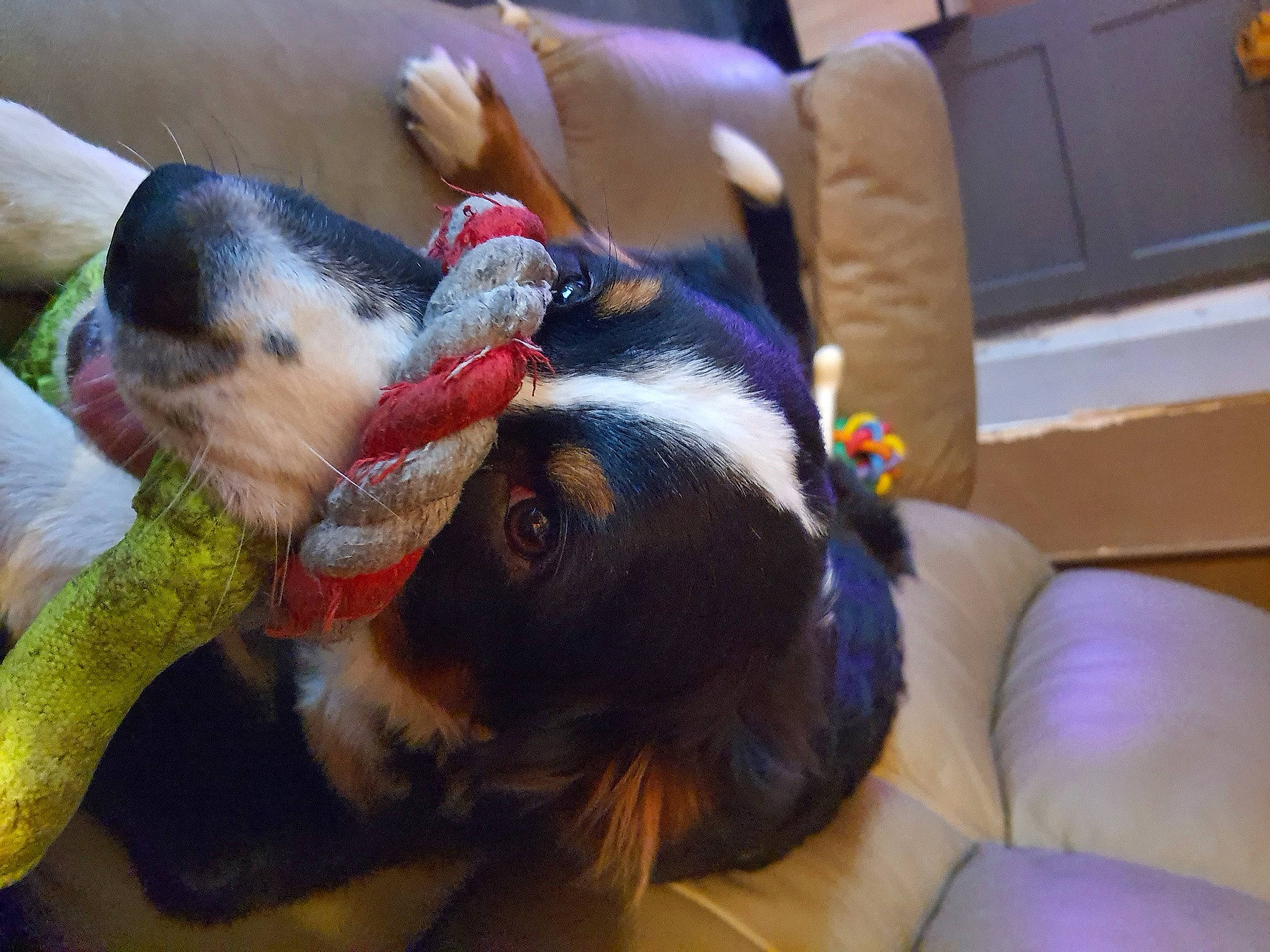 Sandy participe au concours pour gagner de l'argent avec cette photo : canidae, carnivore, comfort, companion_dog, couch, dog, dog_breed, ear, fawn, fur, nap, snout, sporting_group, textile, toy_dog, whiskers, working_animal