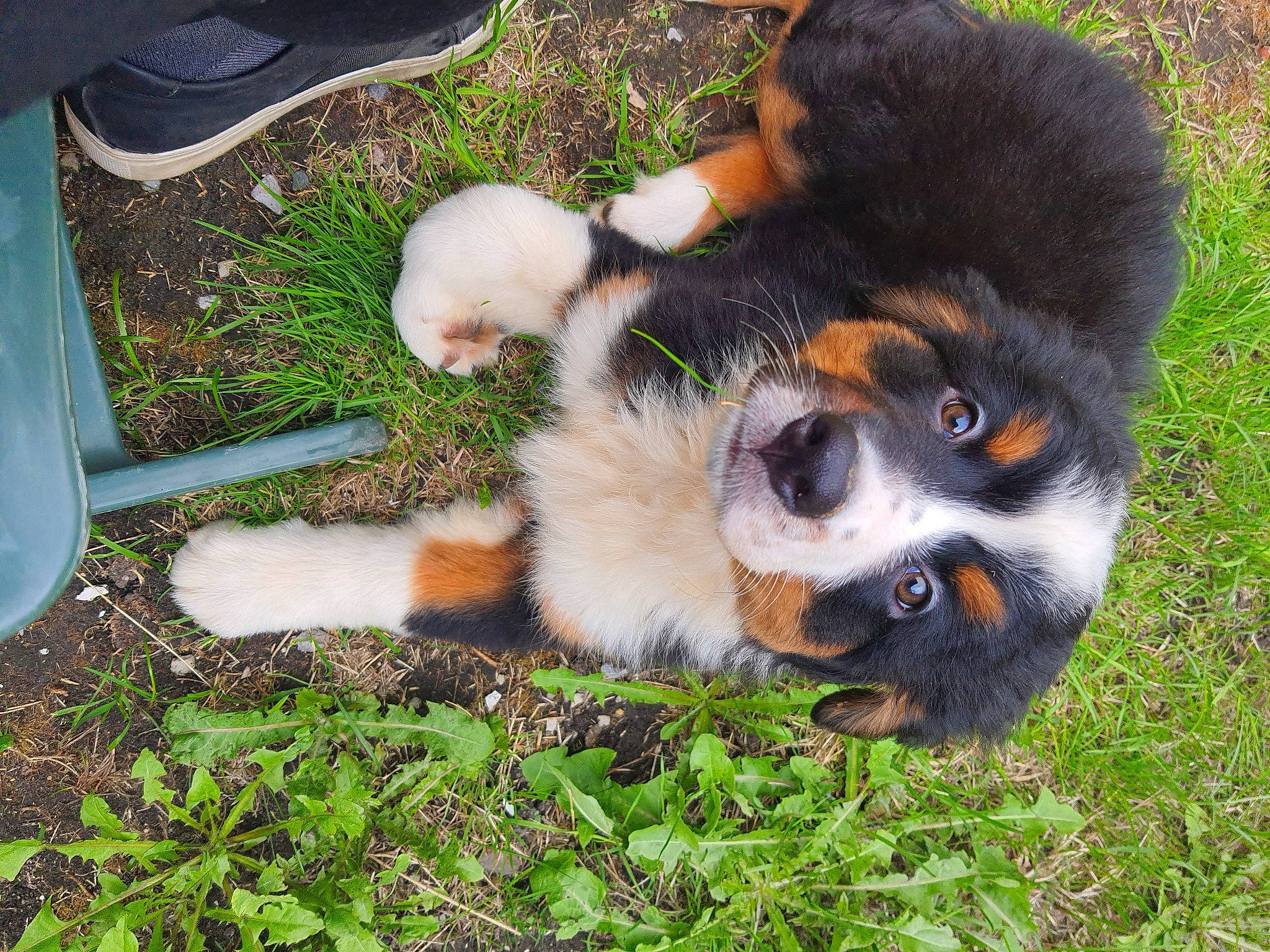 Sandy a rejoint le concours — aidez-le/la à gagner de superbes lots ! bernese_mountain_dog, canidae, carnivore, cavalier_king_charles_spaniel, companion_dog, dog, dog_breed, fur, grass, paw, plant, puppy, snout, sporting_group, tail, terrestrial_animal, toy_dog, working_dog