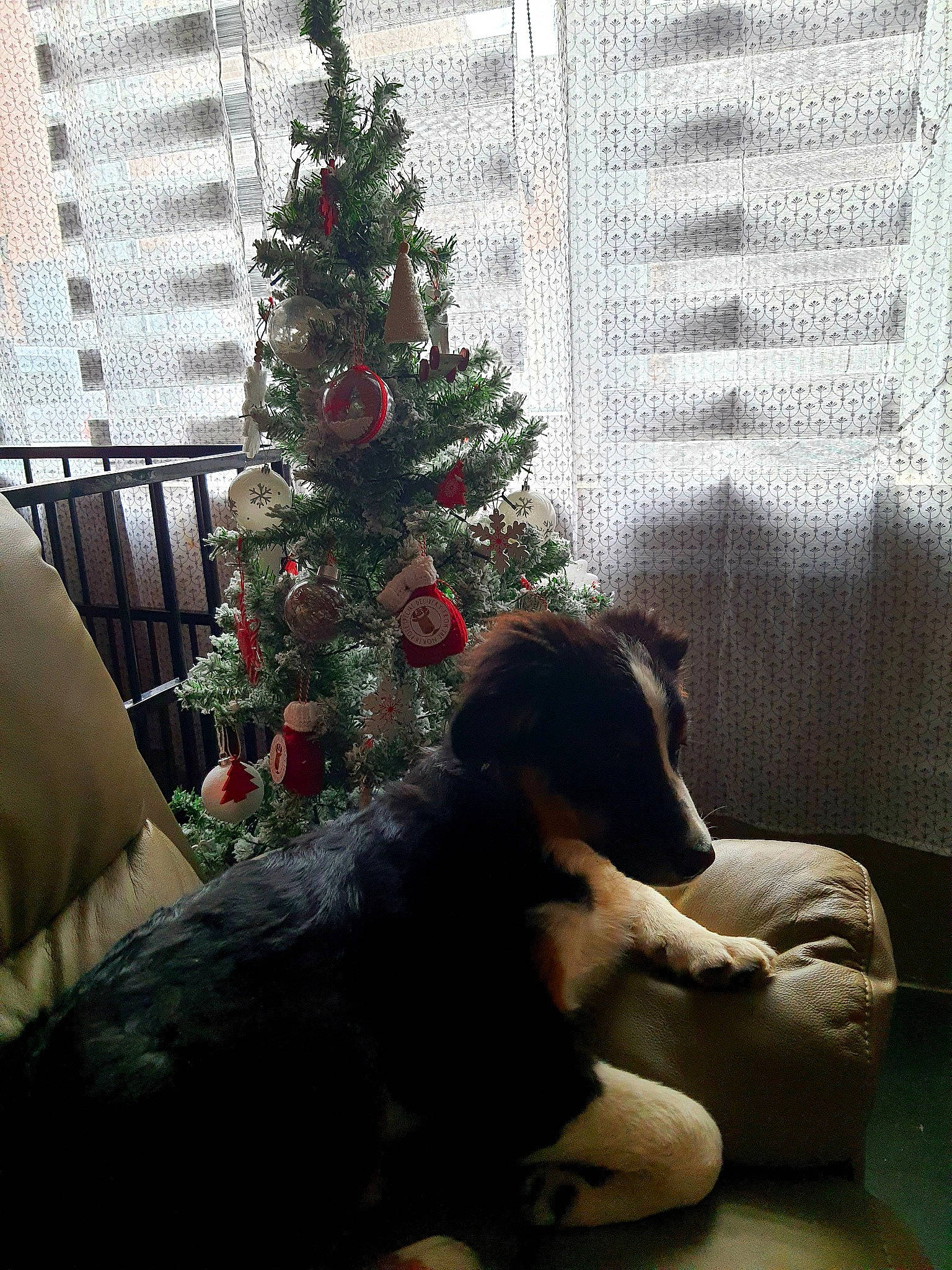 Sandy a rejoint le concours — aidez-le/la à gagner de superbes lots ! carnivore, christmas_tree, comfort, companion_dog, conifer, couch, dog, dog_breed, event, flooring, mammal, ornament, plant, tail, tints_and_shades, toy, tree, vertebrate, window_blind, working_animal