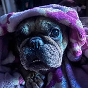 Honey Boo Boo is registered to the contest to win money with this photo: dog, bulldog, blanket, cozy, pet, animal, fur, paw, face, wrinkles, snout, indoors, portrait, cute, expression, soft_texture, warm_lighting, resting, closeup, wrapped