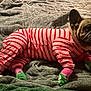 Honey Boo Boo joined the competition — help win amazing prizes! dog, french_bulldog, pajamas, striped_clothing, green_socks, pet, bed, blanket, indoor, cute, cozy, animal, resting, canine, fur, domestic_animal, sleepwear, pink, red, soft_texture