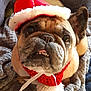 dog, santa_hat, pet, animal, christmas, holiday, cute, fur, blanket, cozy, indoors, portrait, expression, teeth, brown, red, white, festive, canine, face