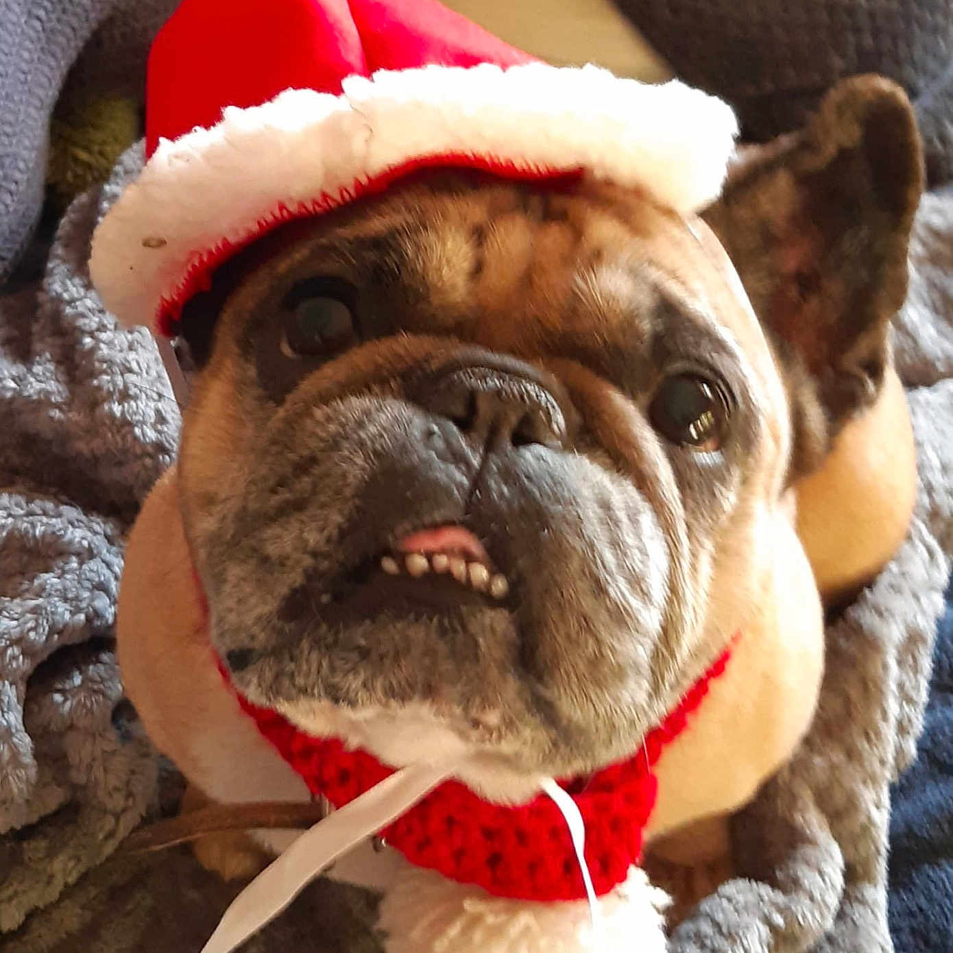 Honey Boo Boo joined the competition — help win amazing prizes! animal, blanket, brown, canine, christmas, cozy, cute, dog, expression, face, festive, fur, holiday, indoors, pet, portrait, red, santa_hat, teeth, white