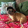 dog, french_bulldog, hat, bed, pillow, green_pillow, blue_pillow, red_bedspread, floral_pattern, pet, canine, indoor, resting, cute, animal, companion, portrait, cozy, colorful, casual