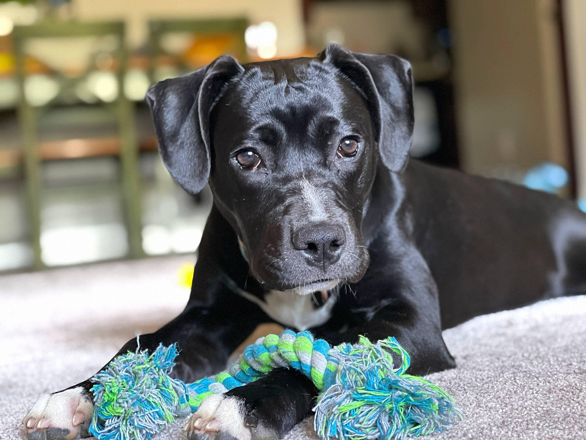 Dyna is registered to the contest to win money with this photo: borador, canidae, carnivore, collar, companion_dog, dog, dog_breed, dog_collar, dog_supply, electric_blue, fur, hunting_dog, non_sporting_group, pet_supply, puppy, sporting_group, working_animal, working_dog