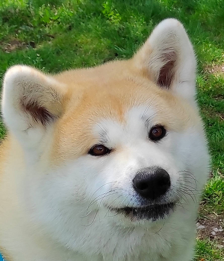 Geisha participe au concours pour gagner de l'argent avec cette photo : ancient_dog_breeds, canidae, carnivore, collar, companion_dog, dog, dog_breed, fawn, fur, grass, non_sporting_group, plant, snout, sporting_group, tail, terrestrial_animal, whiskers, wildlife, working_animal, working_dog