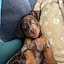 puppy, dog, dachshund, pet, cute, lying_down, blanket, cushion, indoors, fur, ears, nose, paws, relaxing, young, animal, snuggle, comfort, closeup, expression