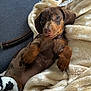 puppy, dachshund, dog, blanket, couch, pet, cute, fur, animal, laying, cozy, indoor, brown, small_dog, relaxed, soft, domestic_animal, snout, ears, paw